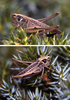 Sardoplatycleis galvagnii (Fontana, Buzzetti, Kleukers & Odé, 2011): (Otu).