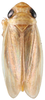 Habitus, dorsal view: Habitus, dorsal view (male). (Observation).