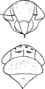 Head: Head, pro-, and mesothorax. (Observation).