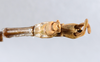CollectionObject 1559025; f7d951c2-cb5f-48f5-9ad3-8b5196503370: copyright ANSP. male: end of abdomen, ventral view (holotype). (CollectionObject).