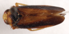 Habitus, dorsal view on Cochanga spinosa Nielson, 1979: (Observation).