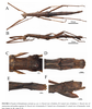 CollectionObject 1960278; 30bc4f29-a6e4-4025-a137-86c8fbd34a46: copyright SICAU. female (holotype). (CollectionObject).