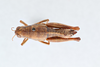 CollectionObject 2765511; CNCI 311922, 34eea099-9ec6-4c7c-be86-ade281e0f1b6: Conalcaea coyoterae. Dorsal view. (CollectionObject).
