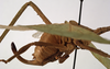 CollectionObject 1534529; 4e083f46-6822-4730-acca-dc3d4a0a1dfd: female, lateral view (syntype of Roxelana rufipes). (CollectionObject).