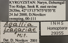 Other: !! display not done !! on Anaceratagallia (Anaceratagallia) fragariae Mitjaev, 1971: Labels. (Observation).