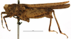 male, lateral view (syntype). Depicts CollectionObject 1576735; 4ff19551-89ce-4e23-b82c-cd38e91ea318, a CollectionObject.