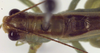 CollectionObject 1504241; a49d3223-9e2a-41b1-88c6-1603cc30e275: male, dorsal view (holotype). (CollectionObject).