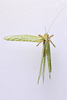CollectionObject 1543937; 319bb087-5536-4d67-b55d-566379669ea8: male, dorsal view (holotype). (CollectionObject).