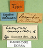 CollectionObject 1501213; e019dd78-e78f-449c-b0be-09f5648aaba7, DORSA BA000165S01: labels (holotype). (CollectionObject).