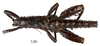 CollectionObject 1558736; 695dc27c-d78b-4c09-9608-1cde57ed85db: copyright MNHN, Paris. male, dorsal view (syntype). (CollectionObject).