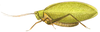 Phylloptera cassinaefolia (Saint-Fargeau & Serville, 1825): Pl. 9, Fig. 3. female habitus. (Otu).
