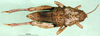 CollectionObject 1501170; abe18820-8f0a-4aa6-8164-b39466eb9204: female, dorsal view (holotype of Nocarodes transcaucasicus). (CollectionObject).