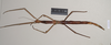 CollectionObject 1563707; a9ec4b43-ed61-4903-b5b2-9e7ef529998d: copyright Natural History Museum, London. female (paratype). (CollectionObject).