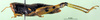 CollectionObject 1502277; e605ac48-ad0e-4979-a7bd-f95dd4f17354, DORSA BA000521S02: female, lateral view (syntype). (CollectionObject).