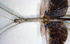 CollectionObject 1557434; d4ae294b-2af1-441c-ab00-bafb5ed1c0b0: copyright ETHZ. female of synonym Palophus brevicornis (holotype). (CollectionObject).