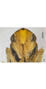 Head: !! display not done !! on Atkinsoniella heiyuana Li, 1992: face. (Observation).