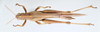 CollectionObject 2856571; CNCI 981403, 449fa0a1-d4c2-48e1-9b3a-1b01ed056b3c: Patanga succincta. Dorsal view. (CollectionObject).