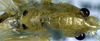 Eriolus acutipennis Saussure & Pictet, 1898: pronotum and stridulatory apparatus (Costa Rica, Puntarenas Prov., Las Cruces). (Otu).