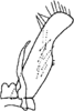 Subgenital plate, ventral view on Apheliona xerophila Dworakowska, 1994: genital plate. (Observation).