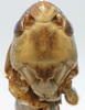 CollectionObject 1517132; 846f56d6-9feb-45be-b5e1-c3519de0e1b8: male face (holotype). (CollectionObject).