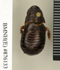 Ancaudellia hamifera (Hanitsch, 1930): Copyright Natural History Museum, London. Non-type (male nymph) in BM(NH). Dorsal view. (Otu).