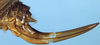 CollectionObject 1517185; d7219d92-2fee-49e5-bc3c-f3519f032033: ovipositor (holotype of Metrioptera brevipes). (CollectionObject).