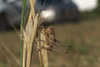 CollectionObject 1584976; 18bb8b96-77dd-4656-bb29-54a1a6654a2d: male. (CollectionObject).
