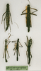 CollectionObject 1562305; e6441dba-de0d-4ef1-8b16-af9a45ce1078: copyright MRSN, Torino. male and female Anisomorpha borellii (paralectotypes). (CollectionObject).;CollectionObject 1562306; 0237dec3-cec5-47ce-9aa4-88ad3de0fda5: copyright MRSN, Torino. male and female Anisomorpha borellii (paralectotypes). (CollectionObject).