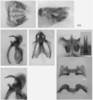 male genitalia. Depicts Melanoplus inconspicuus Caudell, 1902, an Otu.