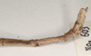 CollectionObject 1557427; 1c9cc276-d239-4e69-ad57-9b5ee0caeea5: copyright OUMNH. male of synonym Ctenomorpha haworthii: end of abdomen, lateral view (holotype). (CollectionObject).