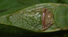 Microcentrum retinerve (Burmeister, 1838): male stridulatory area. (Otu).