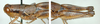 Melanoplus foxi Hebard, 1923: male. (Otu).