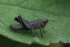 Ixalidium haematoscelis Gerstaecker, 1869: male (Taita Hills, Vuria forest, 1950 m). (Otu).