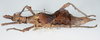 CollectionObject 1581501; b2f8a77e-7916-4bfd-a59a-c276422236fe: copyright RMNH Leiden. female, lateral view. (CollectionObject).