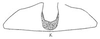 Ovipositor: !! display not done !! on Cariancha Oman, 1938: Sternite VII. (Observation).
