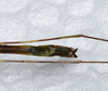 CollectionObject 1576279; 26e0c6f5-b51b-4221-ba7c-00fc76f2cb00: copyright FRCS, Sabah. male: end of abdomen, ventral view (holotype). (CollectionObject).