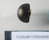 CollectionObject 1552821; NHMUK(SF IMPORT DUPLICATE) BMNH(E) 876511, 62918224-64db-4cce-87ed-5ccbc58f0eb3: Copyright Natural History Museum, London. Holotype female, anterior view. (CollectionObject).