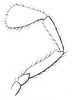 Paroecanthus mexicanus Saussure, 1859: Pl. VIII, Fig. 33 c. maxillary palp. (Otu).