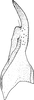 Stylus: !! display not done !! on Lamprotettix nitidulus (Fabricius, 1787): Stylus. (Observation).