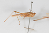 CollectionObject 1506490; f8e56635-8ac9-4f90-8cfb-a2e9f4842349: male, lateral view (paralectotype). (CollectionObject).
