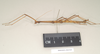 CollectionObject 1561873; NHMUK(SF IMPORT DUPLICATE) 844565, 85e89e6d-4df3-49aa-8eb5-88a73118e7f0: copyright Natural History Museum, London. male, lateral view of synonym Diapheromera saussurei (holotype). (CollectionObject).