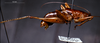 CollectionObject 1503140; 8115cc8d-7147-4be5-9c05-3e6f10653b3f: male, lateral view (holotype). (CollectionObject).
