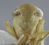 Head: !! display not done !! on Chlorotettix (Chlorotettix) minimus Baker, 1898: Head/Face. (Observation).