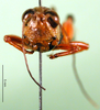 CollectionObject 1501455; cd799fb0-bc8f-4bc1-87cd-300a21cccb5d, DORSA BA000039S01: female, frontal view (holotype). (CollectionObject).