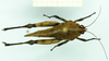 CollectionObject 1584422; c118463e-e7da-4a2d-a8e5-1d1bb2fa6b8f: male, dorsal view. (CollectionObject).