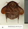 CollectionObject 1572871; 7e700af0-0012-4e8e-a8dc-51887b8628a7: Copyright Natural History Museum, London. Non-type (adult female) in BM(NH). Ventral view. (CollectionObject).