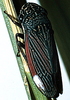 Habitus, dorsal view: U.S.A., Wisconsin, Bayfield Co., 2 mi SSW Drummond. Photo: R. Rakitov. (Observation).
