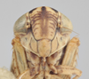 Head on Athysanella (Amphipyga) valla Blocker, 1990: Head. (Observation).