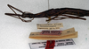 CollectionObject 1560157; NMW 203, 8405eff0-6b47-479a-92d0-7703877be8f0: copyright NMW, Vienna. female: head and thorax, lateral view (holotype). (CollectionObject).
