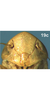 Head on Bretega furciverpa Stiller, 2017: Head, male. (Observation).